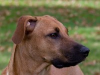 Black Mouth Cur thumbnail